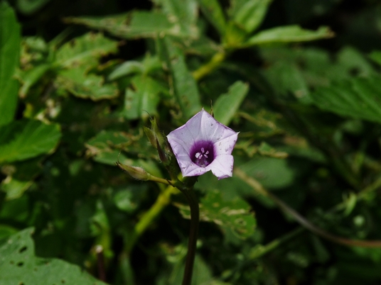 {Ipomoea triloba}